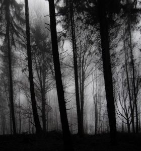 Schwarzer Wald
