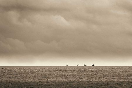 Rehe am Horizont
