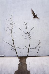 Wand mit Ast und Vogel