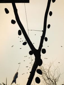 Surrealistischer urbaner Schnappschuss mit Sträuchern und Vögeln in einer zum Himmel gewandten Perspektive in Düsseldorf
