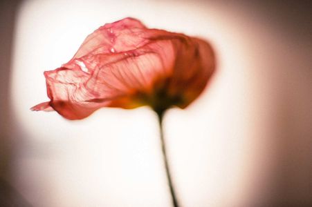 Mohnblume