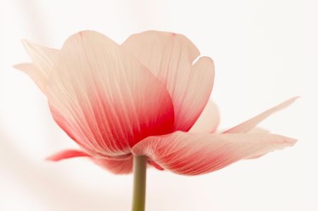 Rot-weiße Mohnblume
