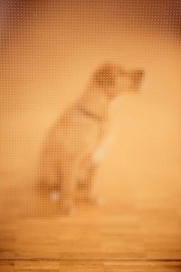 Hund mit Quadraten