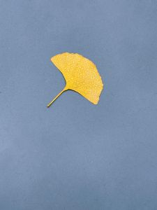 Herbstblatt