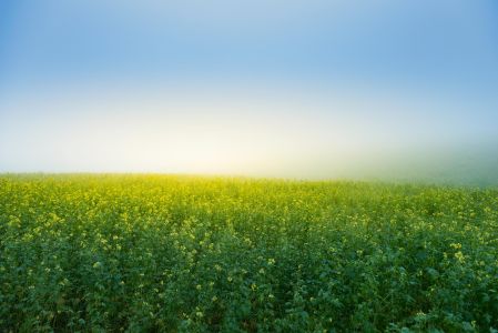 Remscheid, Lennep, Sonnenaufgang im Rapsfeld
