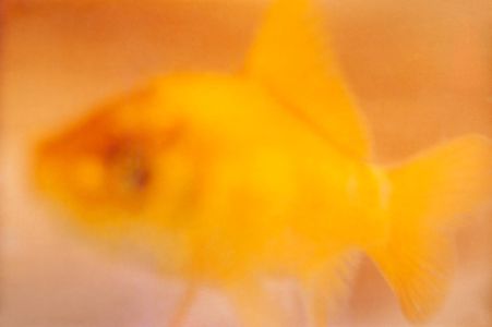 Goldfisch