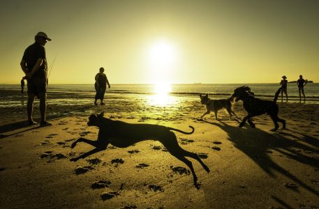 Hundespiel am Strand in Cadzand Niederlande