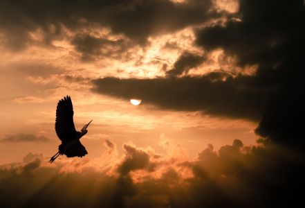 Sonnenuntergang mit Kranich