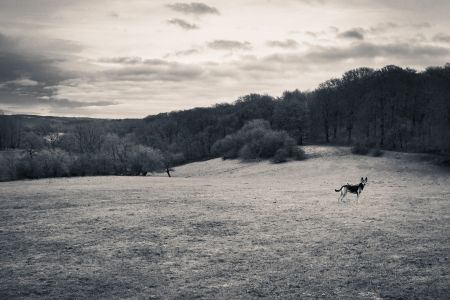 Schäferhund auf der Wiese in Wuppertal Scharpenack