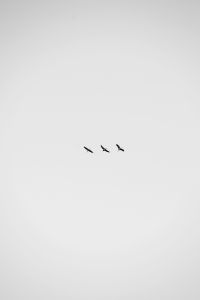Drei Vögel