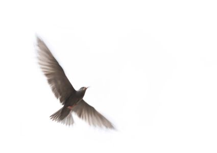 Flugvogel