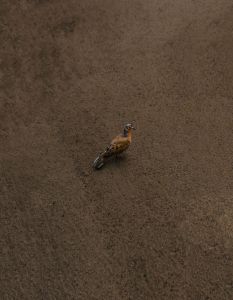 Socorrotaube, im Zoo Wuppertal